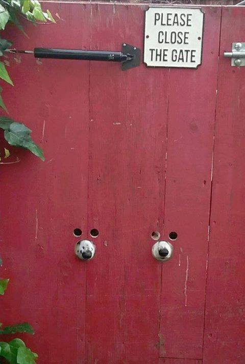 1557228613_PleaseCloseTheGate.jpg.12e34b5fed11afe7a285941e7220512c.jpg