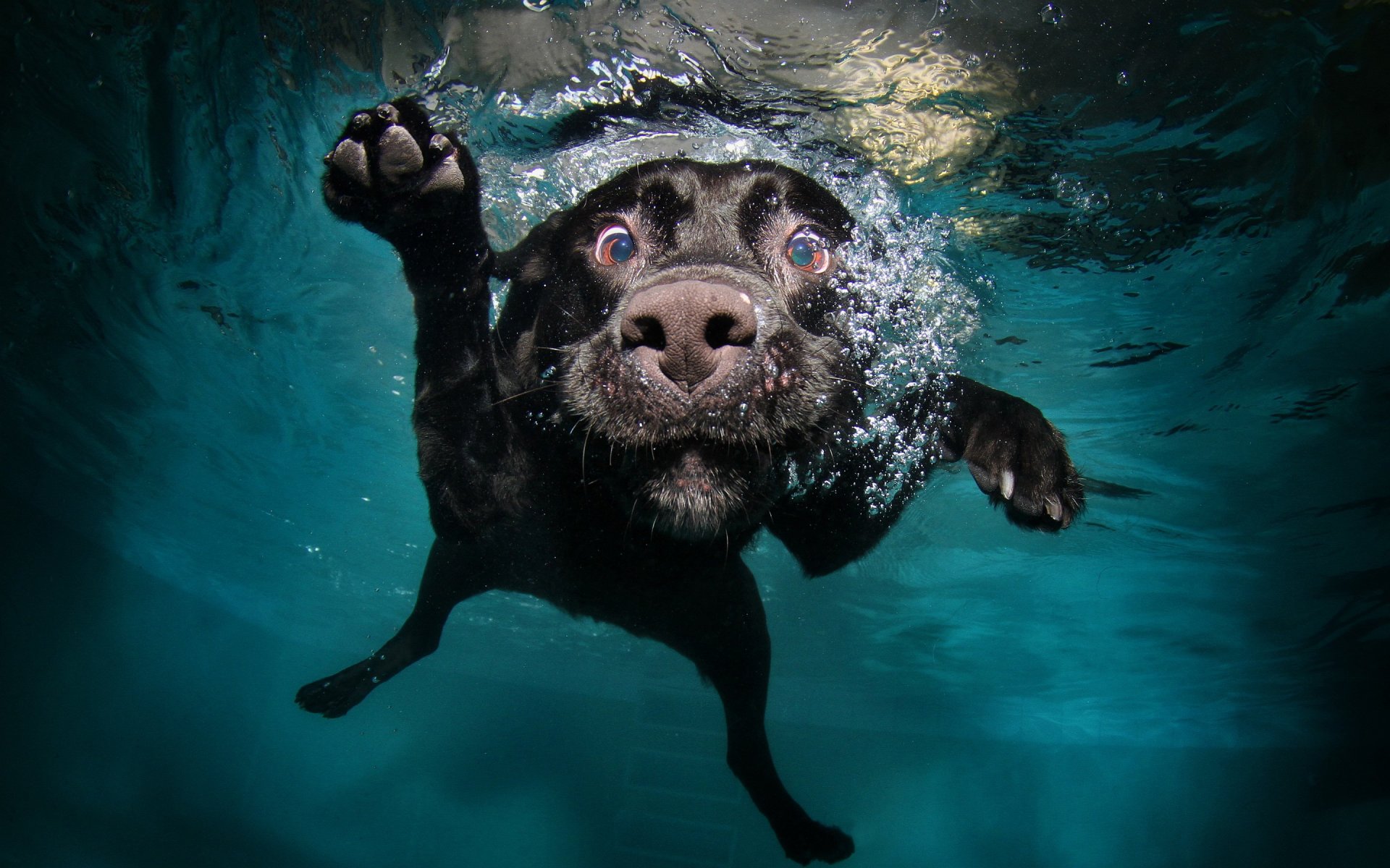 Funny-dog-water.thumb.jpg.e732c16a647071cc1a1d7443f2be1475.jpg