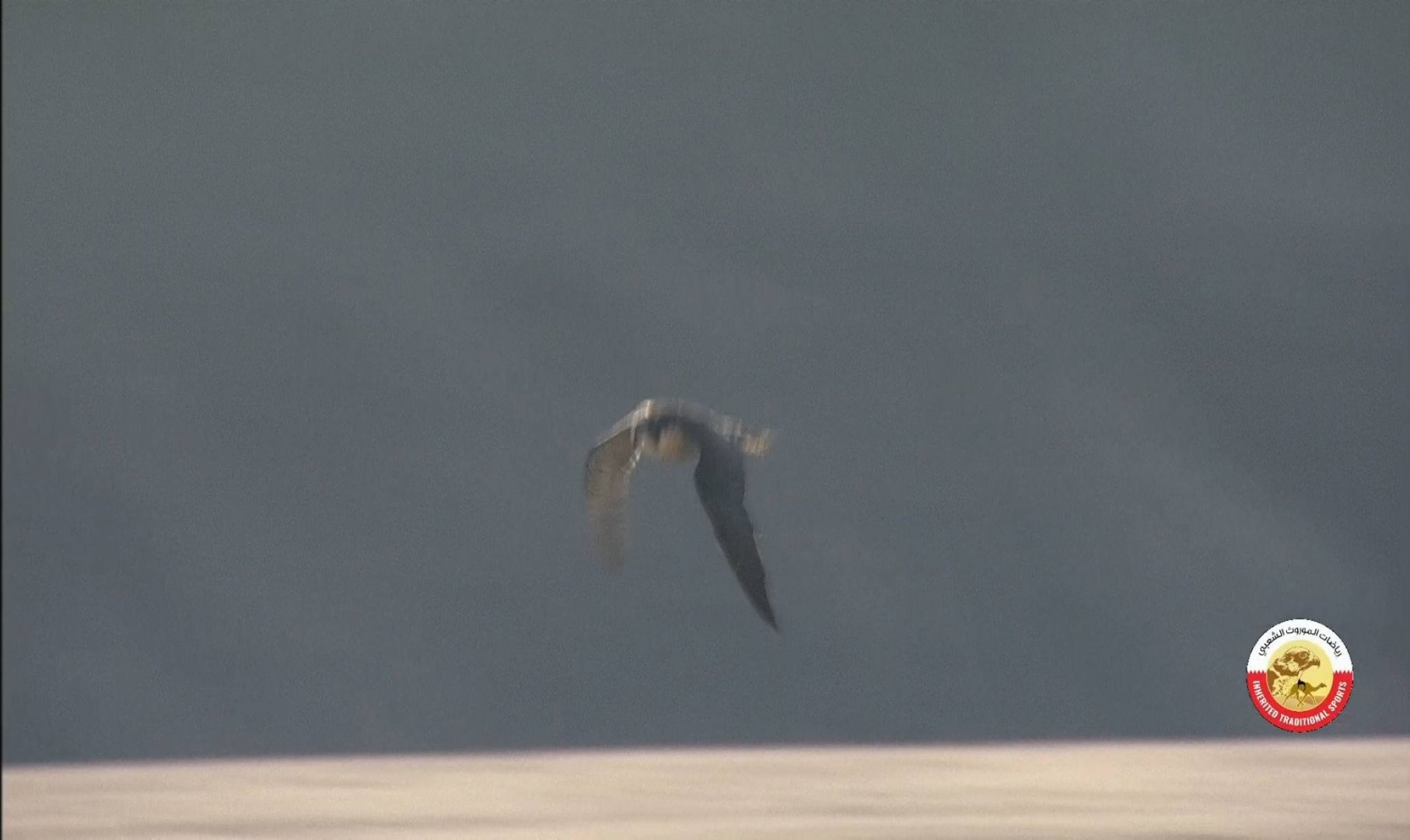 GOGOGUU_0215 11526_V_4830_20200106_110625.jpg