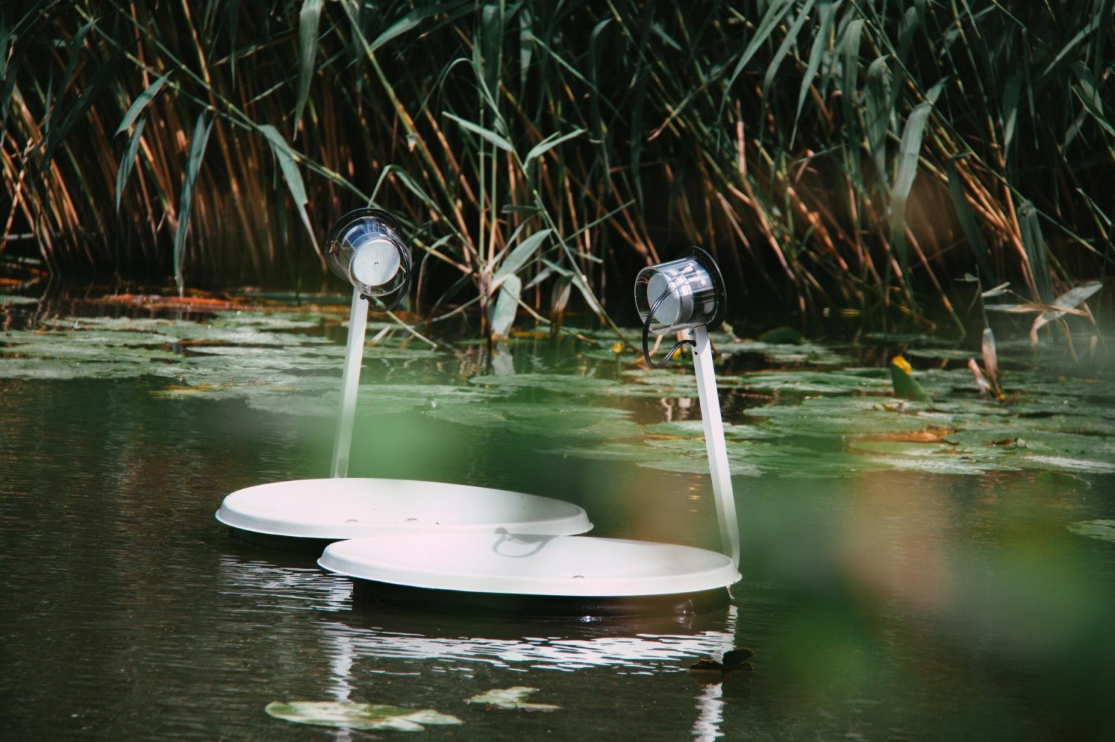 Marco Barotti - Swans (2)_0.jpg