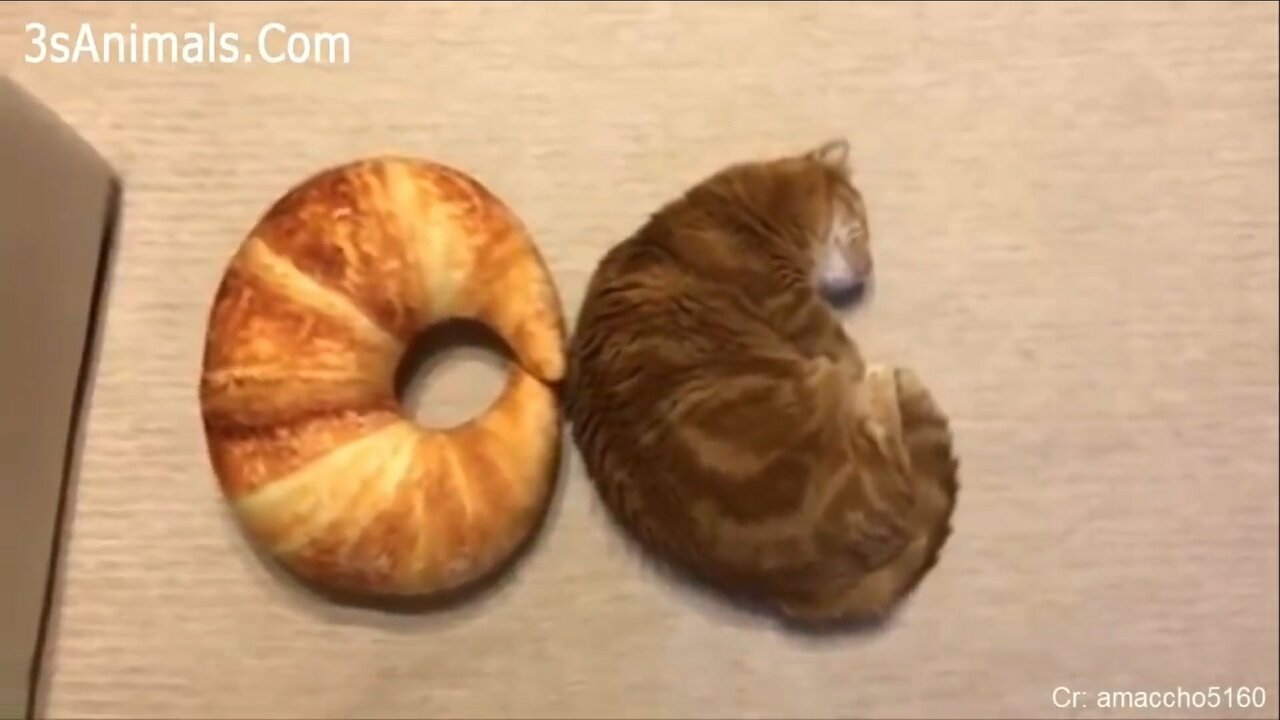 kat of croissant.jpg