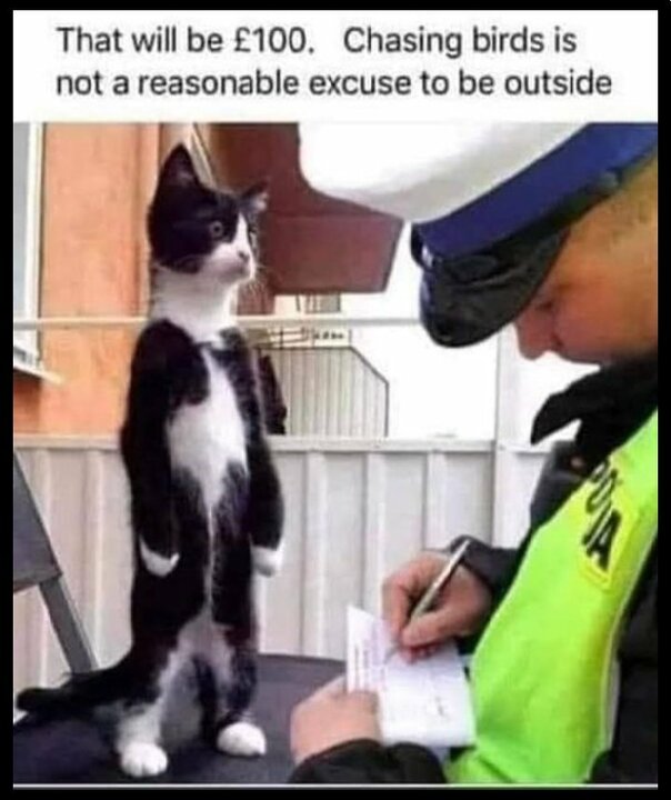 That will be £100 , chasing birds is not a reasonable excuse to be outside.jpg