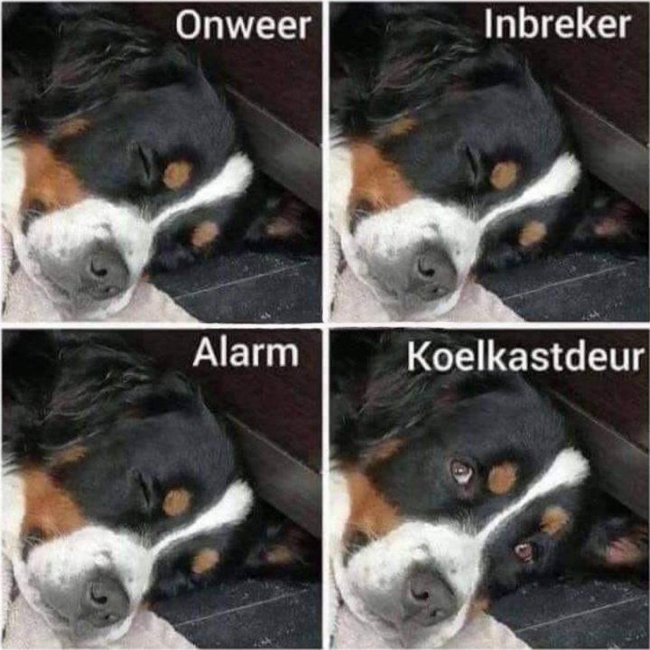 waakhond.thumb.jpg.17d670e8ce8531151d632e5e12d2586b.jpg