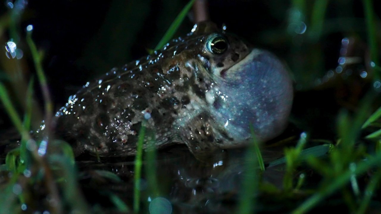 vlcsnap-2024-05-28-22h23m28s724.jpg