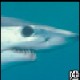 sharky