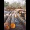 Hout